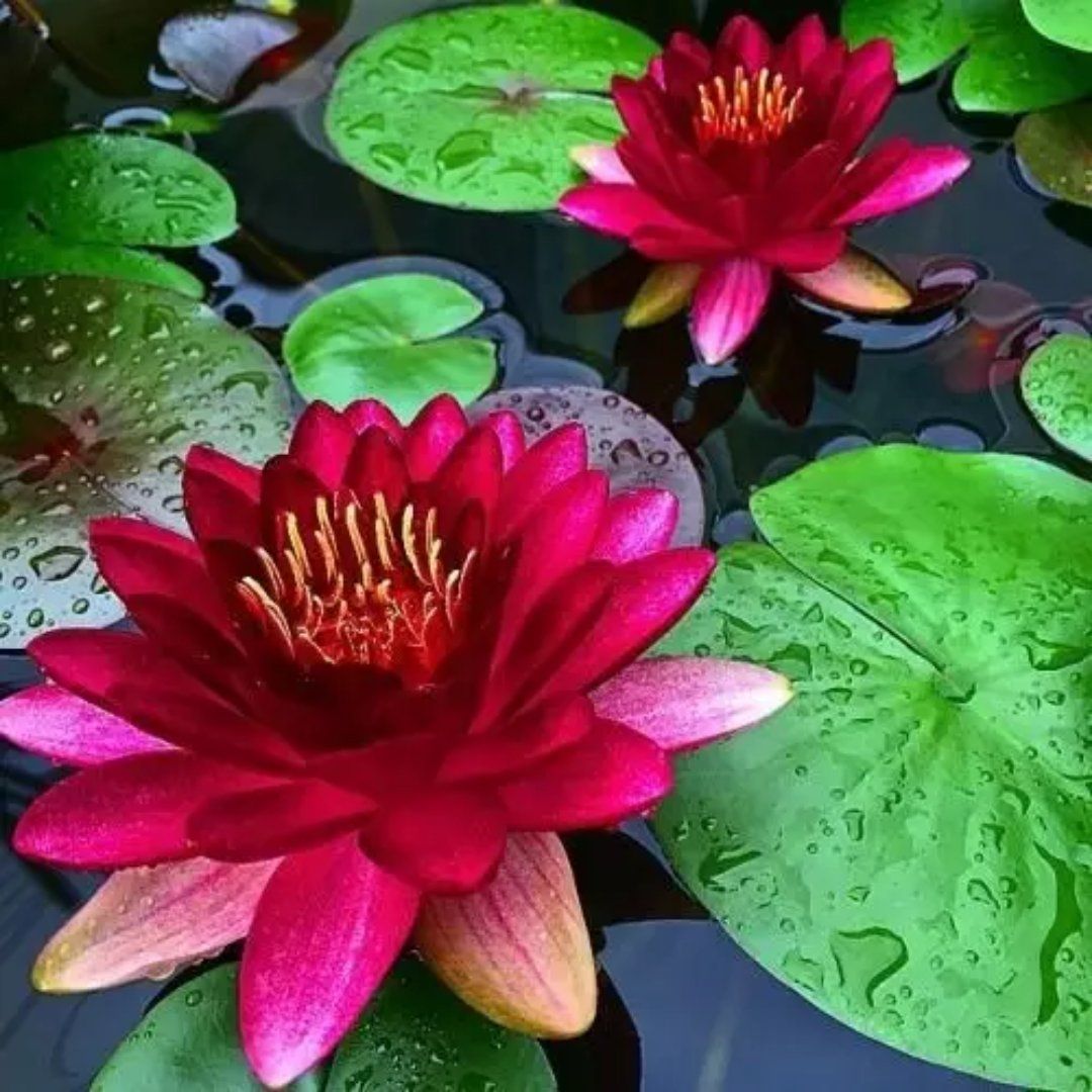 mmexport1523964457697.jpg mmexport1523964457697.jpg